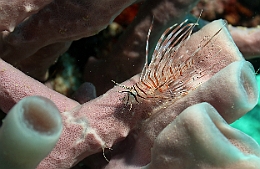 Sipadan_2015_Poisson lion_Pterois volitans_IMG_2743_rc